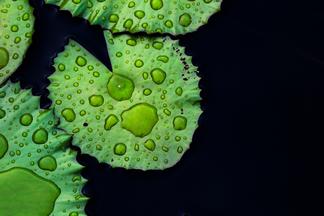 Lotusblätter mit Wassertropfen